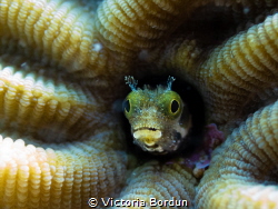 A small blenny, sticking out of a coral. This tiny creatu... by Victoria Bordun 